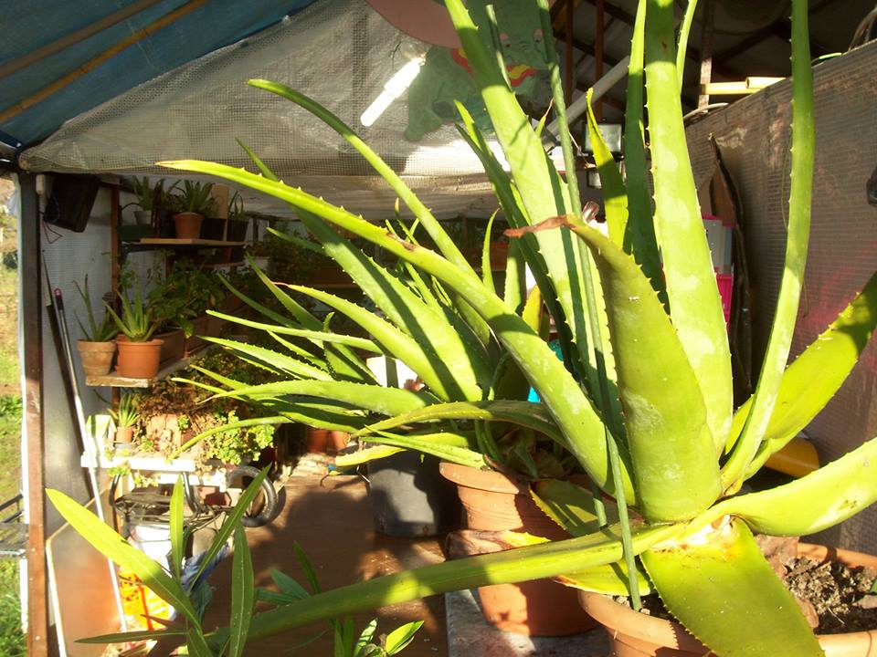 Piantine Aloe Vera grandi.jpg